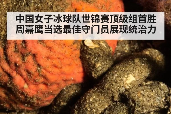 中国女子冰球队世锦赛顶级组首胜周嘉鹰当选最佳守门员展现统治力